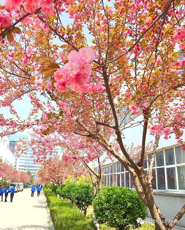 1554385507315927.jpg 0 (4).jpg